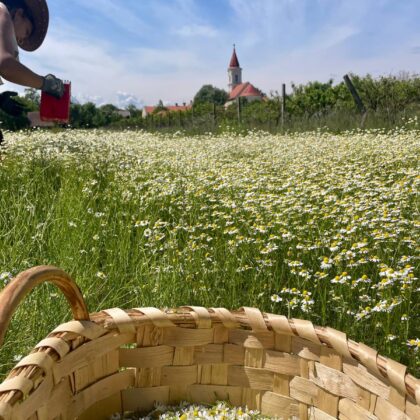 Kamille Kräuter Tee